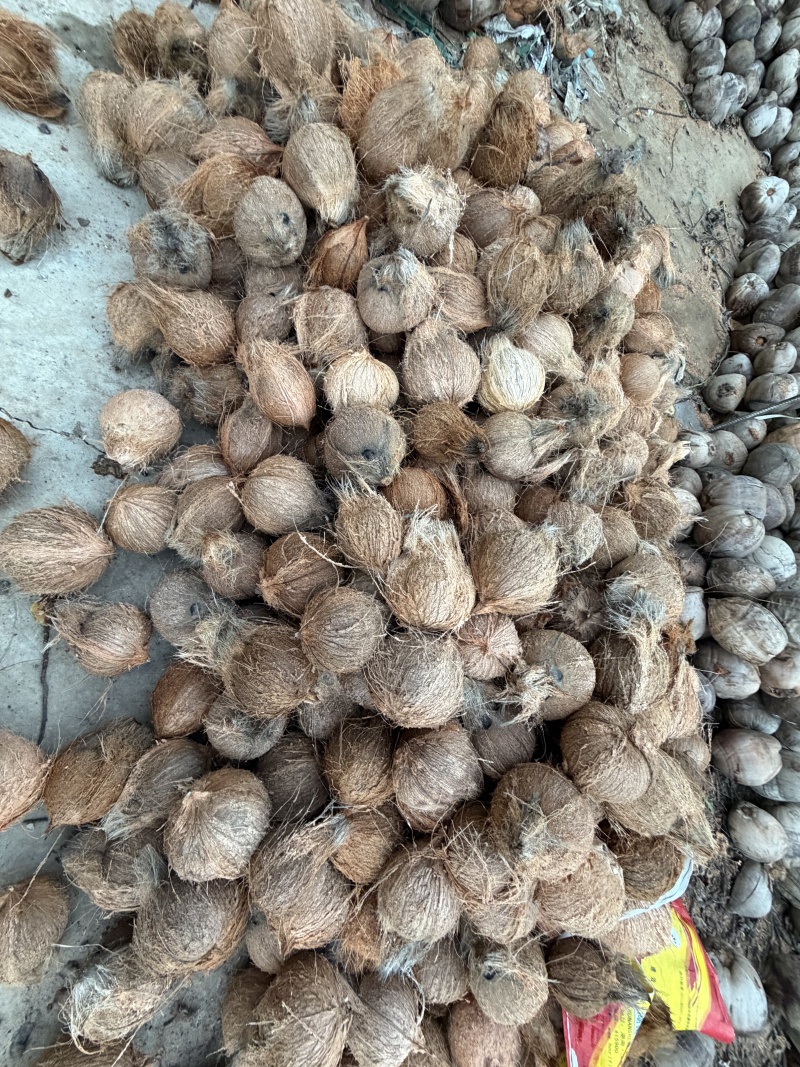 东郊毛椰🥥对接全国，电商市场档口，可议价，量大优惠