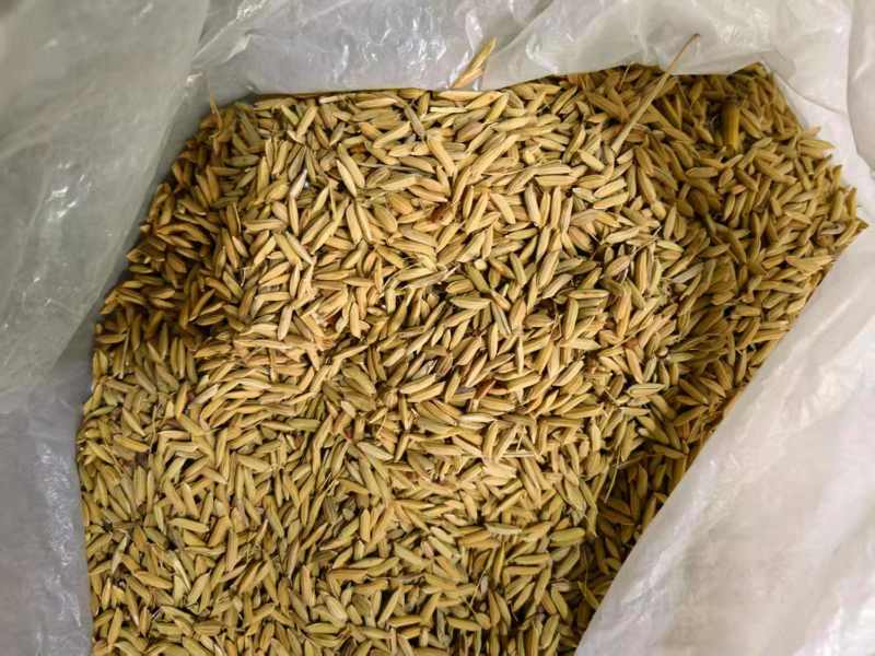唐山稻谷产地直供大量有货质量保证一手货源价格合理全国发货