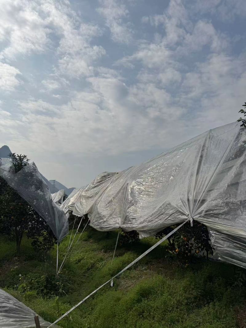 【热卖中】融安脆蜜金桔爆甜爆汁现摘现发规格齐全批发