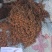 袋装椰糠免泡发种花种菜花卉绿植盆栽乌龟专用冬眠土竹虫蟋蟀