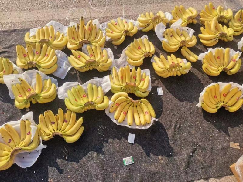 【精选】香蕉批发产地直发量大从优可对接全国客商欢迎采购