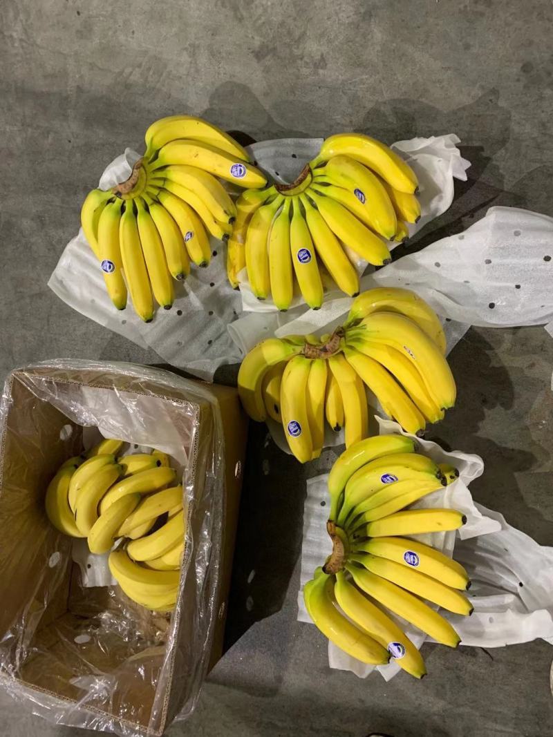 【精选】香蕉批发产地直发量大从优可对接全国客商欢迎采购