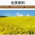 菜当家纯菜籽油品质保证价格优惠实力商家