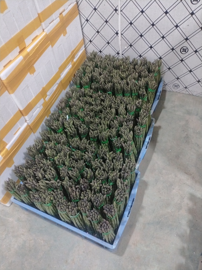芦笋新鲜芦笋现挖现发规格齐全产地直供欢迎来电