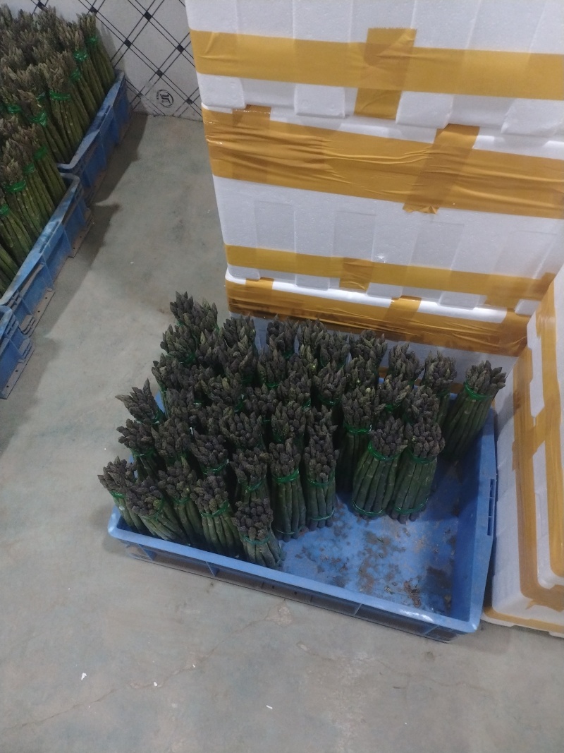 芦笋新鲜芦笋现挖现发规格齐全产地直供欢迎来电