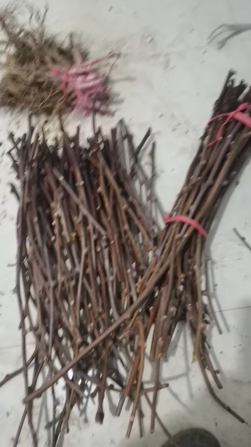 猕猴桃苗嫁接苗包邮周至原产地批发保品种免费技术欢迎