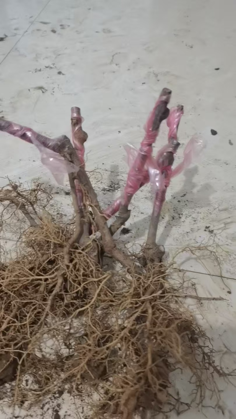 猕猴桃苗嫁接苗包邮周至原产地批发保品种免费技术欢迎