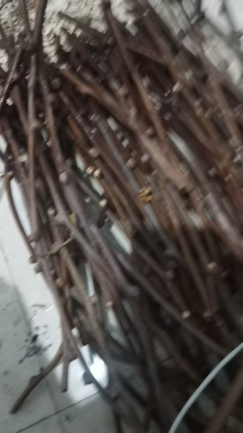 猕猴桃苗嫁接苗包邮周至原产地批发保品种免费技术欢迎