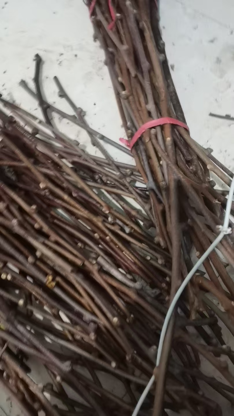 猕猴桃苗嫁接苗包邮周至原产地批发保品种免费技术欢迎
