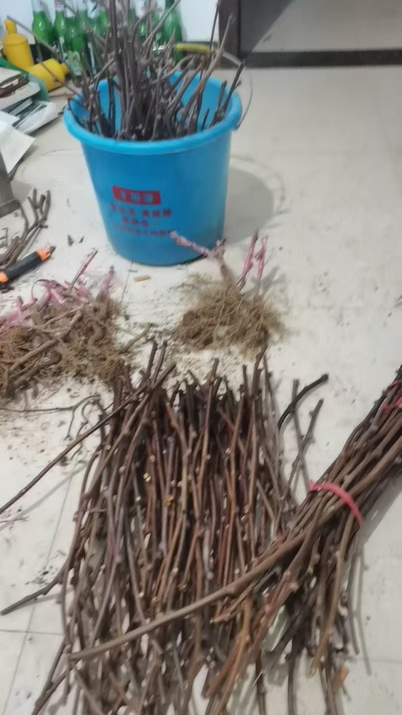 猕猴桃苗嫁接苗包邮周至原产地批发保品种免费技术欢迎