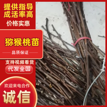 猕猴桃苗嫁接苗包邮周至原产地批发保品种免费技术欢迎