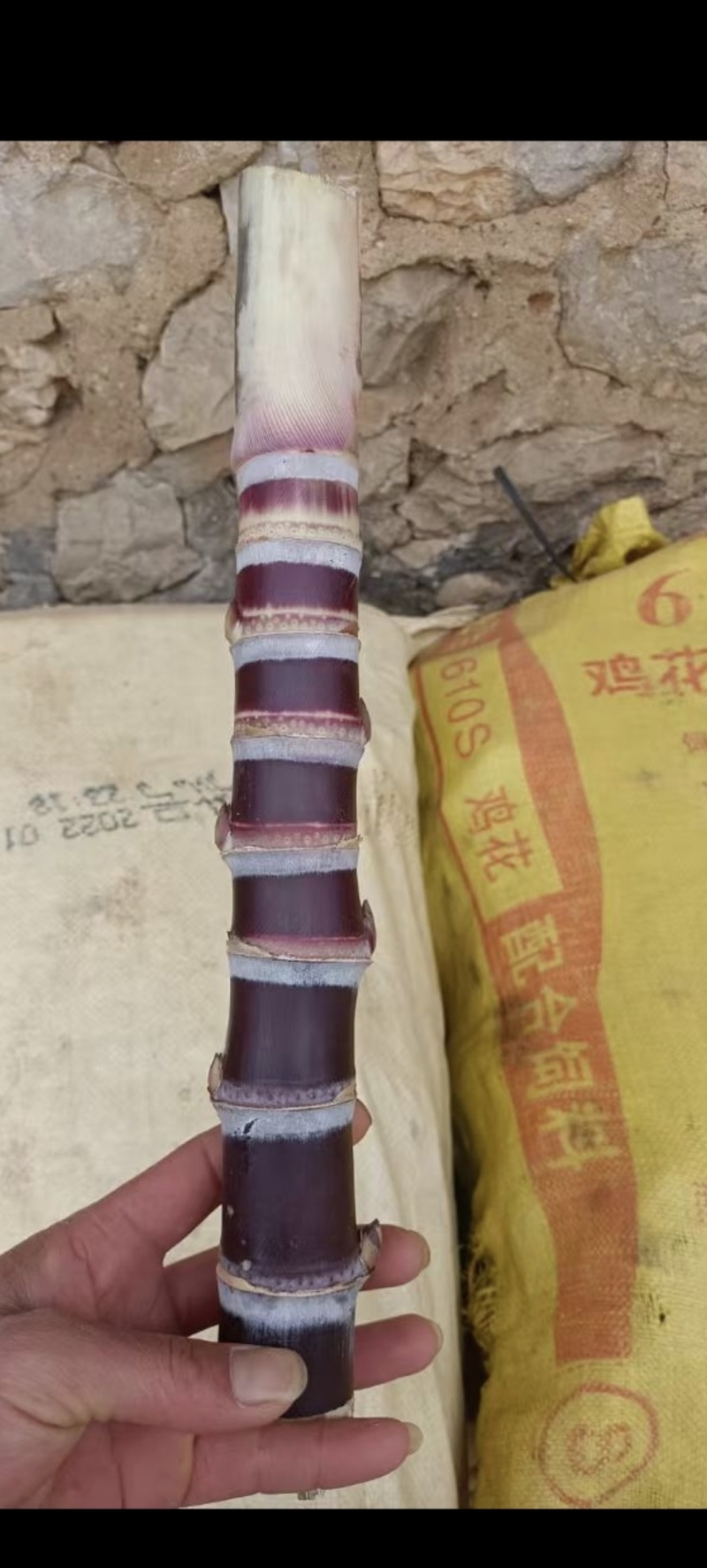 广西甘蔗种苗直发，出芽律高最低四到七个芽，可包技术