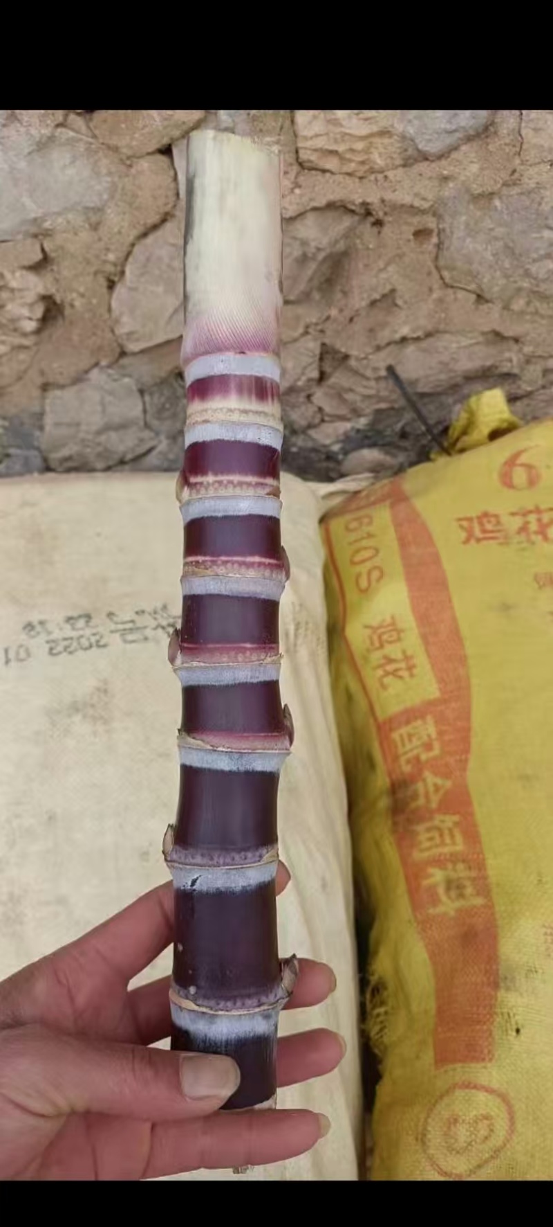 【精选甘蔗种子，出芽律高，最少四到七个芽，产地直发包技术