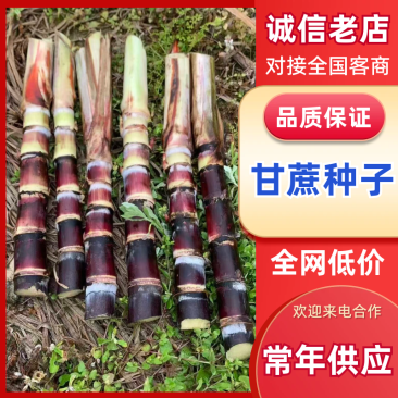 甘蔗种，出芽律高产地直发量大从优可视频看货对接全国