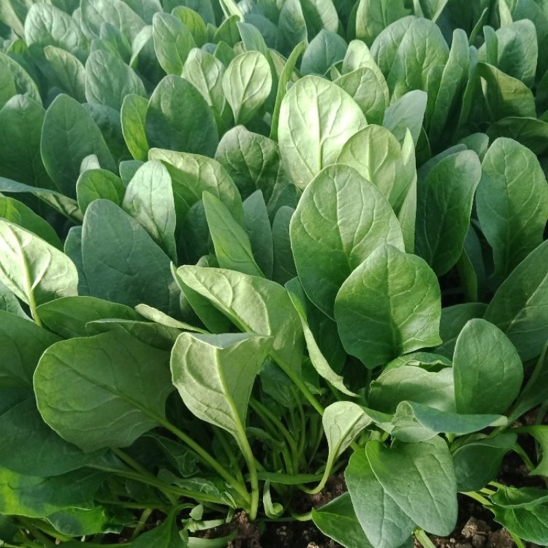 陕西精品大叶菠菜/量大从优/可视频看货/产地直发