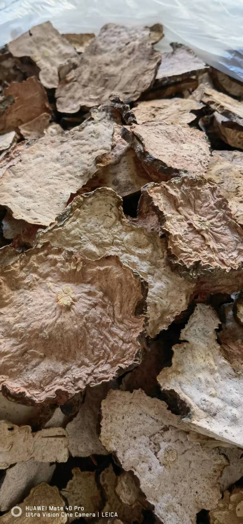 （何首乌干片）云南何首乌丶产地货源丶大量有货可视频看货