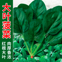 陕西精品大叶菠菜/量大从优/可视频看货/产地直发