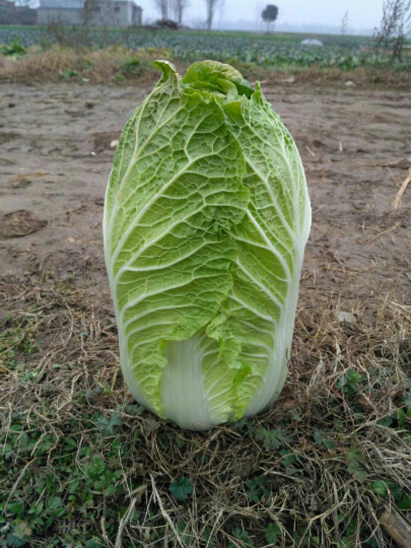 陕西精品黄心白菜🥬/量大从优/可视频看货/产地直发
