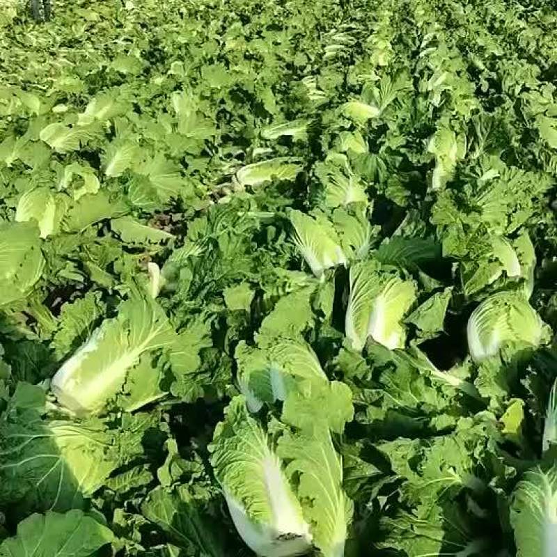陕西精品黄心白菜🥬/量大从优/可视频看货/产地直发