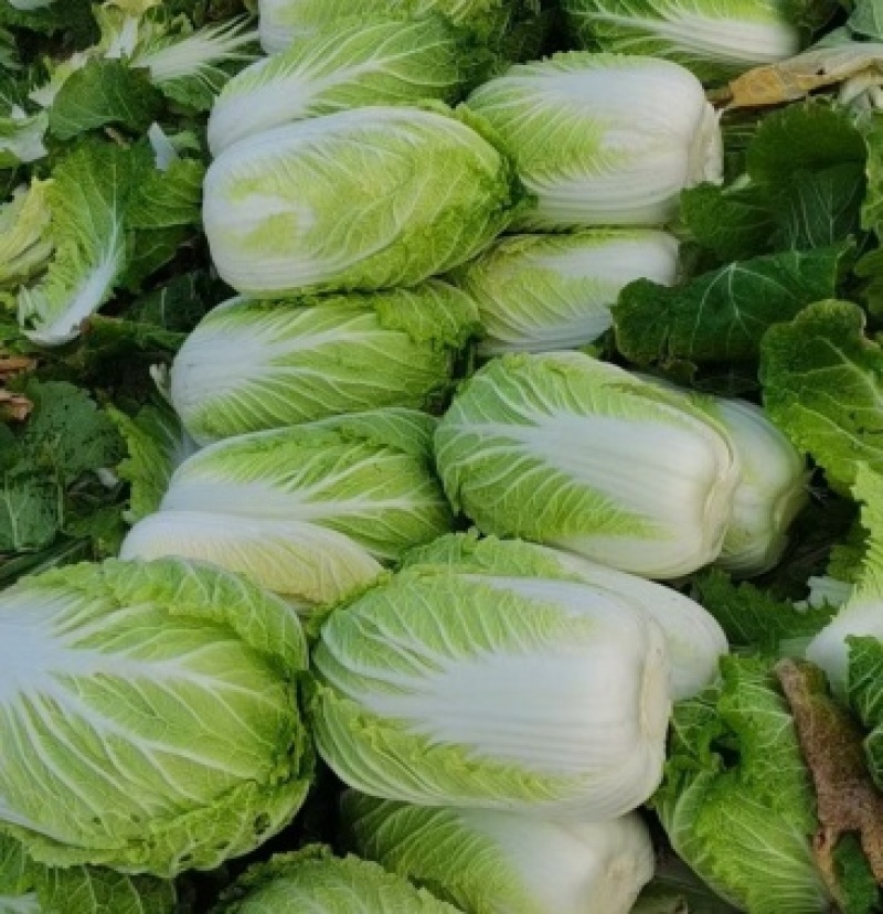 陕西精品黄心白菜🥬/量大从优/可视频看货/产地直发