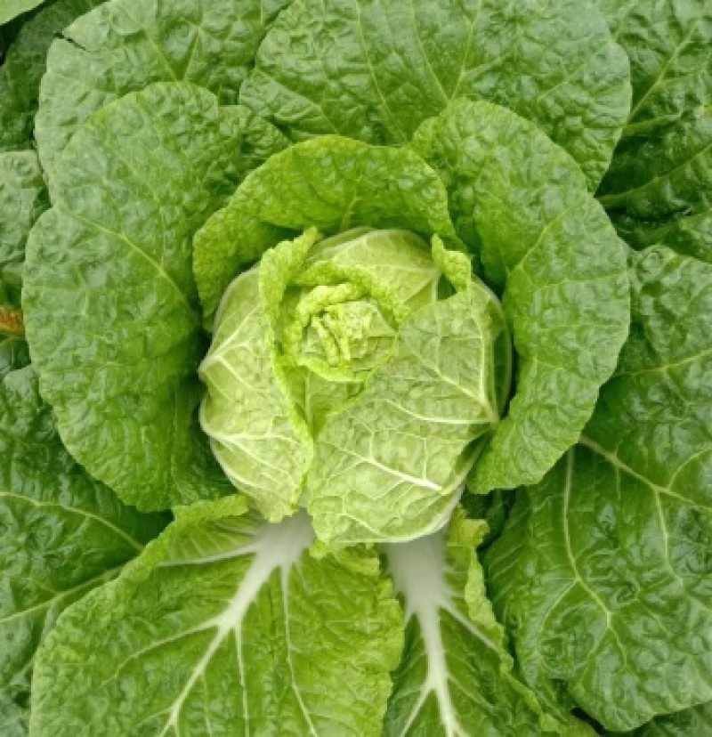 陕西精品黄心白菜🥬/量大从优/可视频看货/产地直发