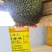 蜜蜂快速繁蜂液全国发货欢迎致电合作可视频看货