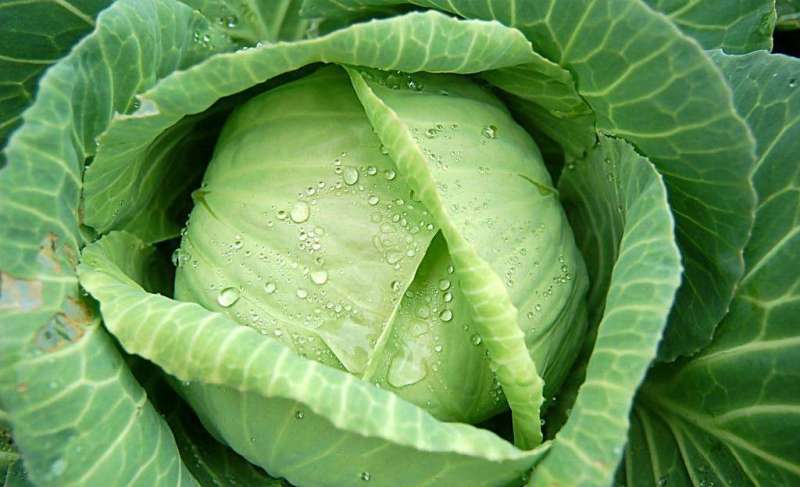 陕西精品包菜/量大从优/可视频看货/产地直发