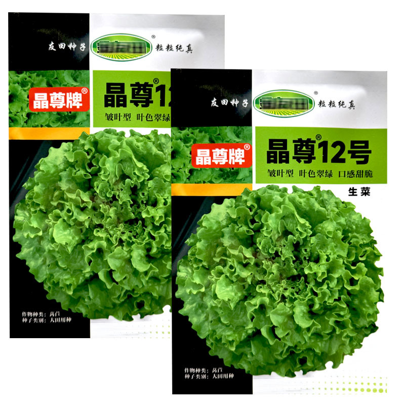 晶尊12号生菜种子皱叶型10克叶色翠绿口感甜脆基地品种