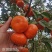 默科特，三月红，对接全国批发市场，价格可谈，欢迎联系