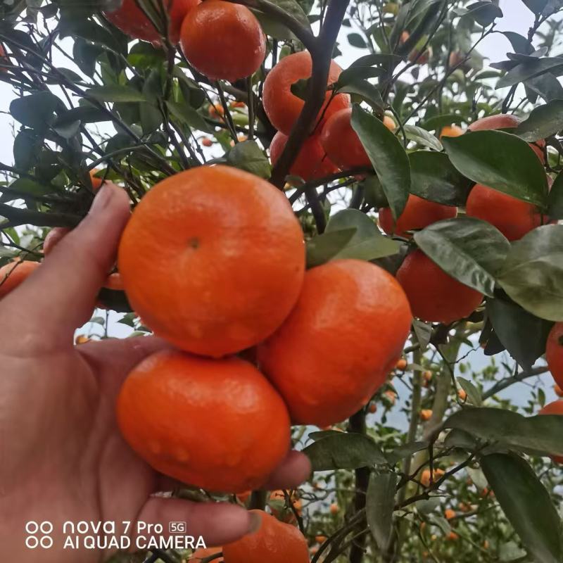 默科特，三月红，对接全国批发市场，价格可谈，欢迎联系