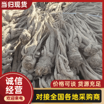 当归精品品质保证服务周到产地直发价格美丽
