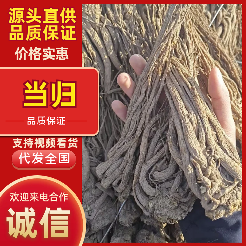 岷县当归品质保证服务周到产地直发价格美丽欢迎联系