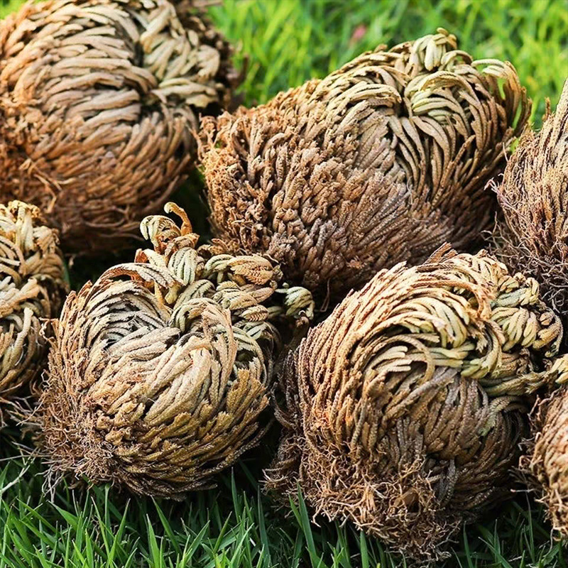 云南野生卷柏中药材精选天然无硫中草药还阳草正宗