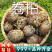 云南野生卷柏中药材精选天然无硫中草药还阳草正宗