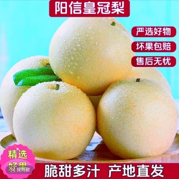 山东阳信皇冠梨基地直供质量保证一手货源对接商超市场