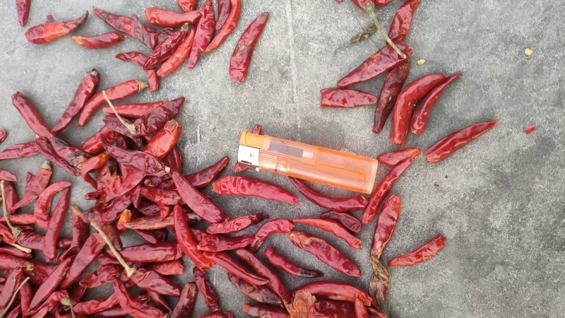 朝天椒安阳内黄高辣品种朝天椒干辣椒货源充足