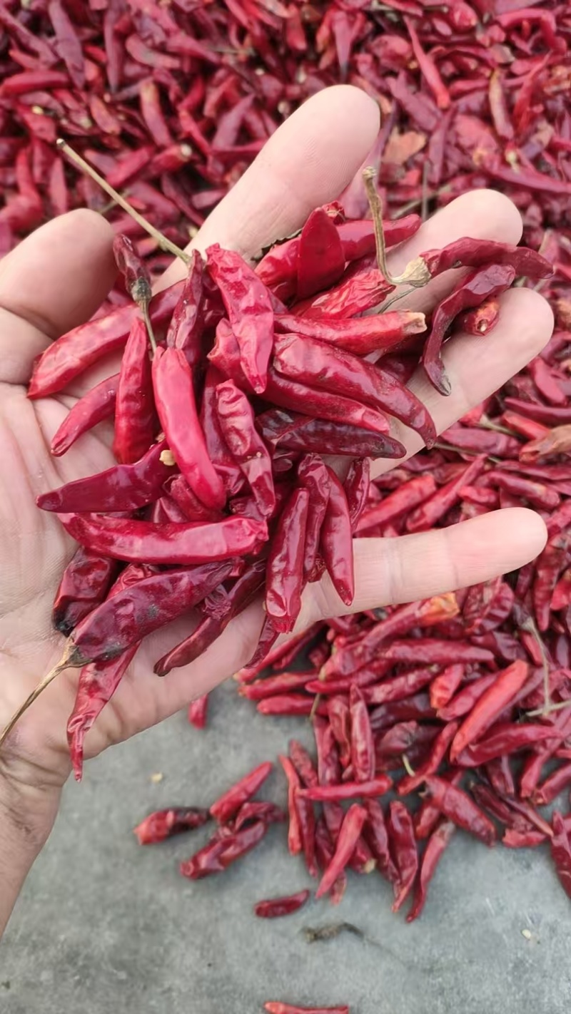 朝天椒安阳内黄高辣品种朝天椒干辣椒货源充足