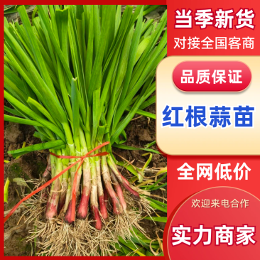 红根蒜苗，质量好价格美丽，超市，市场，电商，社区团购平