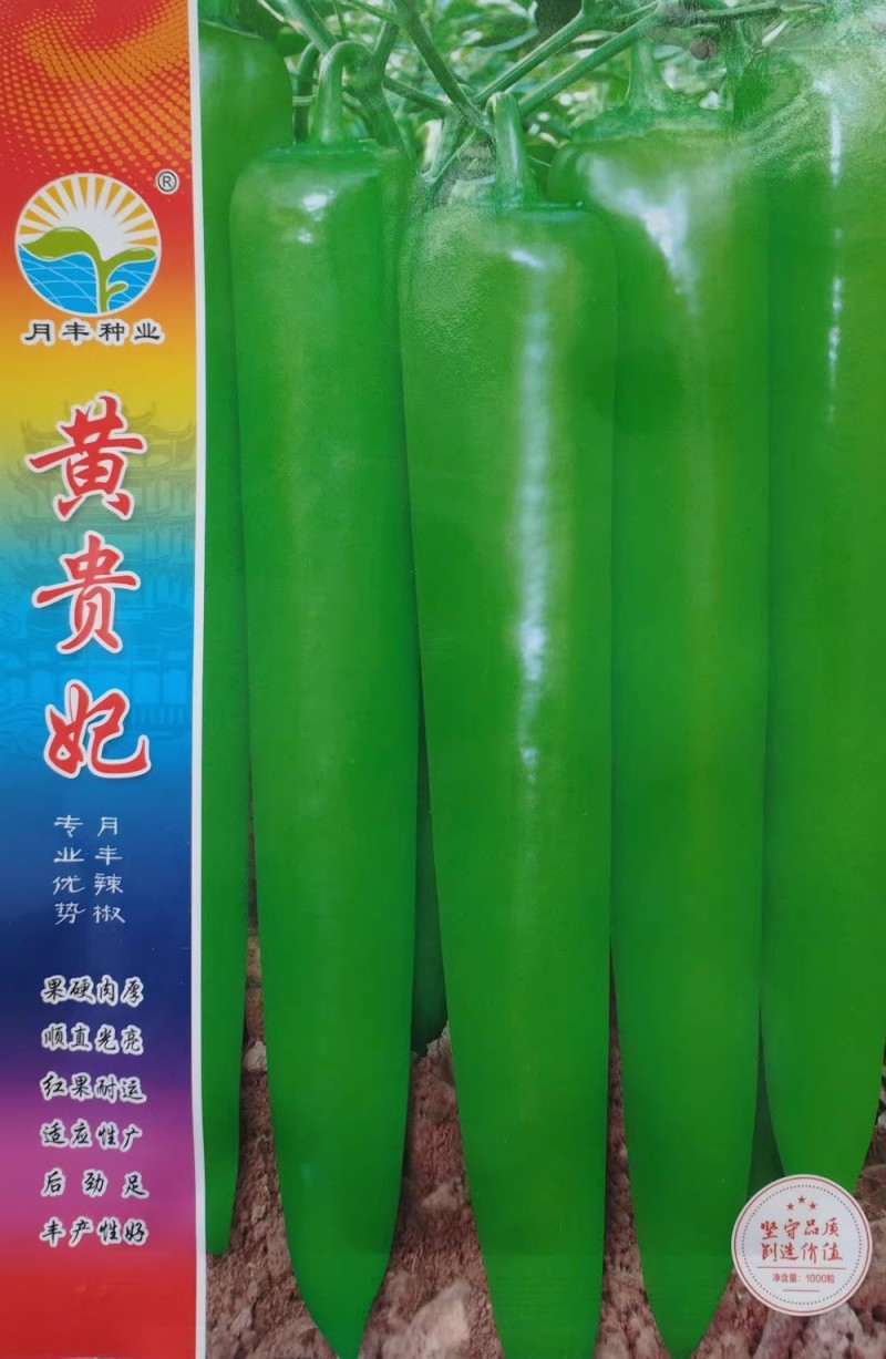 黄贵妃辣椒种子果硬肉厚顺直光亮青红两用黄皮椒种籽辣味中等