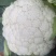 松花菜花菜云南产地直发量大从优可对接全国客商商超市场