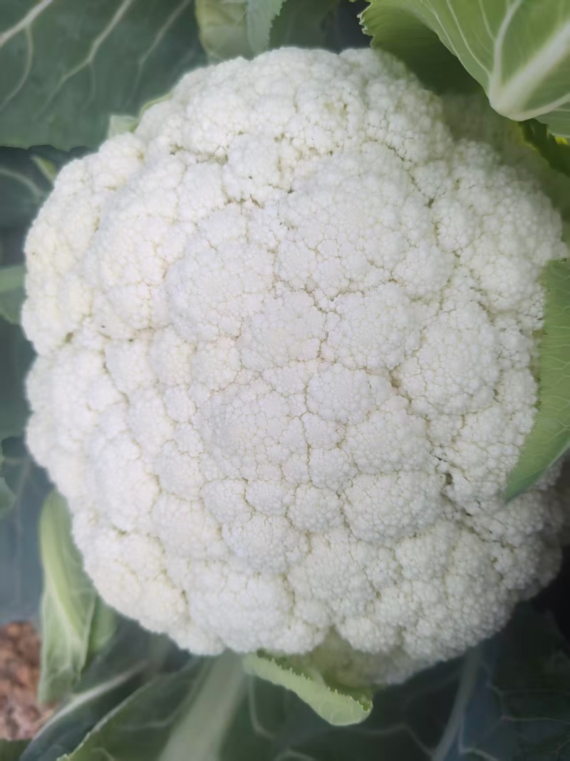 松花菜花菜云南产地直发量大从优可对接全国客商商超市场