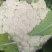 松花菜花菜云南产地直发量大从优可对接全国客商商超市场