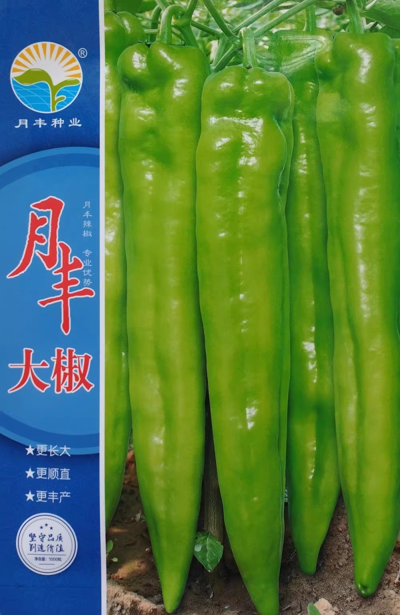 大椒种子早中熟黄皮尖椒种籽辣味中等果型顺直露地大棚辣椒