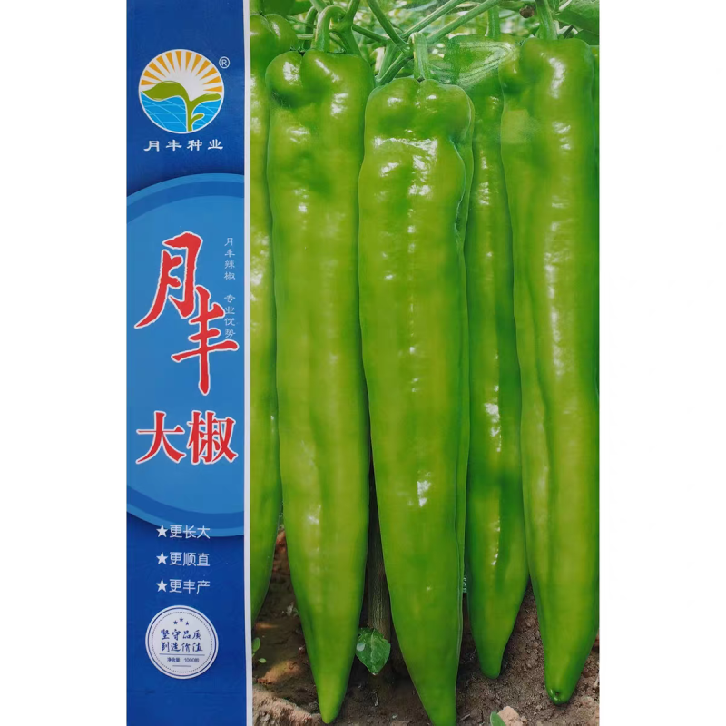 大椒种子早中熟黄皮尖椒种籽辣味中等果型顺直露地大棚辣椒