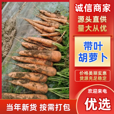 带樱胡萝卜品质好质量有保障，代收代发一条龙服务。