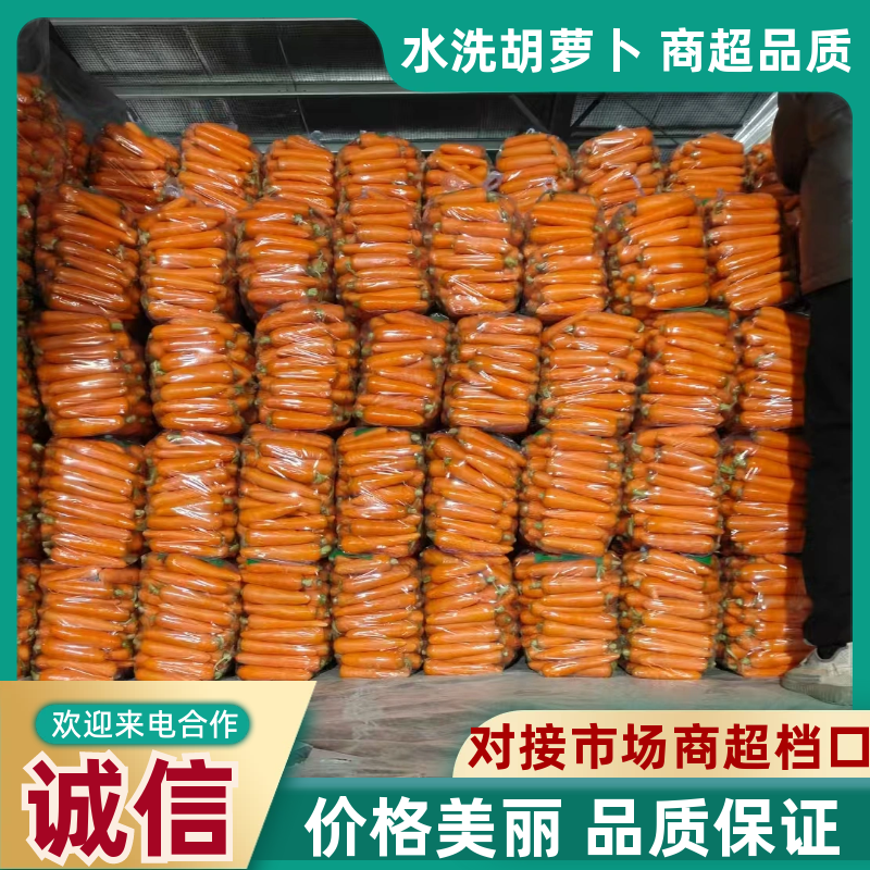 水洗胡萝卜品质保证对接电商一手货源大量有货欢迎
