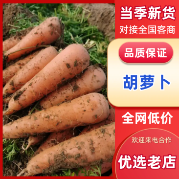 开封尉氏大红胡萝卜大量上市/精品水洗胡萝卜二红胡萝卜