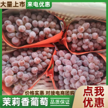茉莉香葡萄产地直发量大从优可视频看货对接全国各地客商