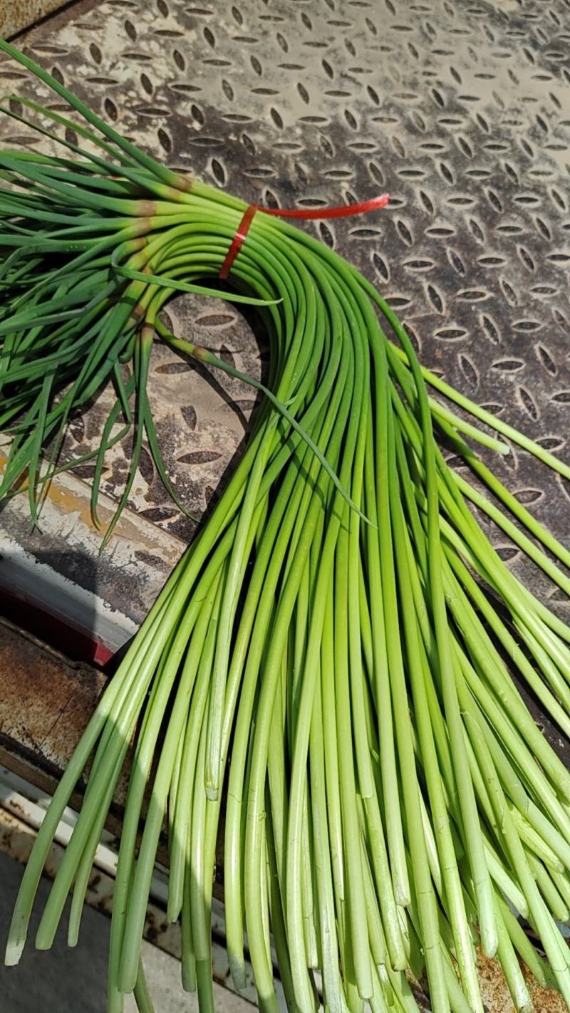 红帽蒜薹金乡蒜苔产地直发供应电商市场商超食堂