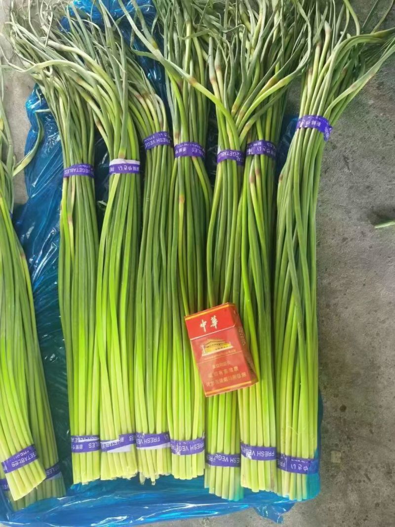 红帽蒜薹金乡蒜苔产地直发供应电商市场商超食堂